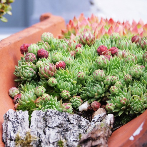 Garten 226