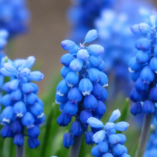 Garten 184